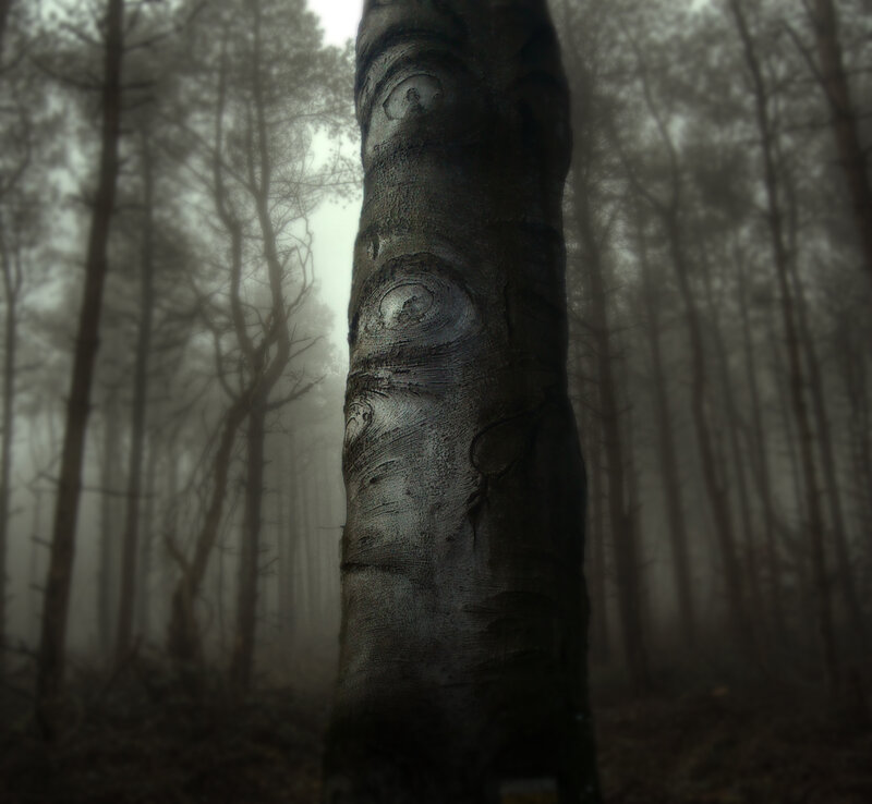 Tree Trunk in Fog — Gray