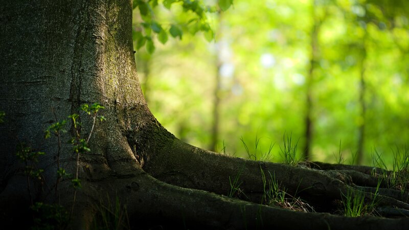 tree trunk in forest