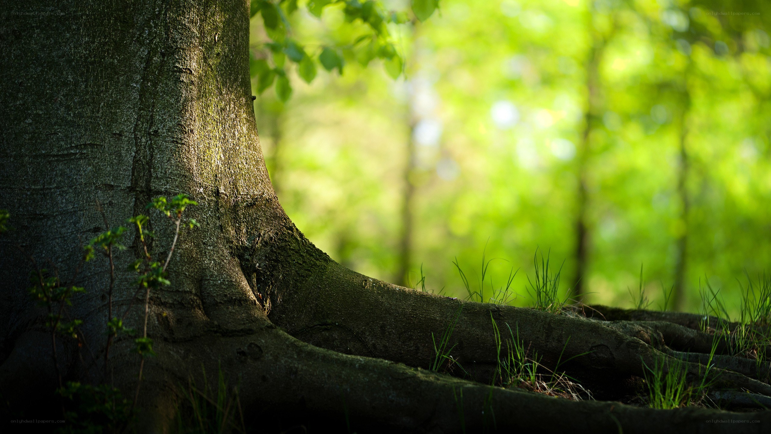 tree trunk in forest