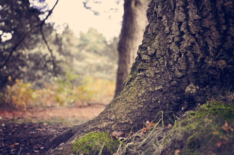 tree trunk in forest