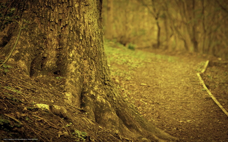 Tree Trunk in Forest — Brown, Serene, Afternoon