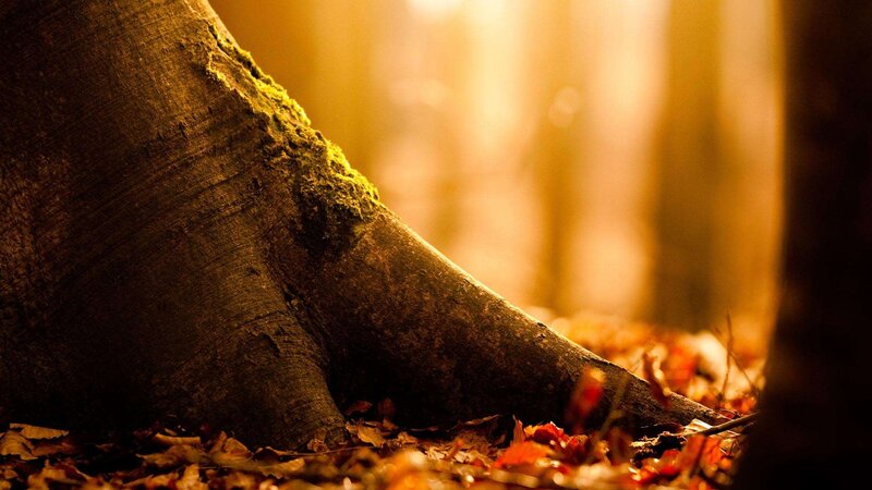 Tree Trunk in Forest — Brown, Serene