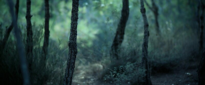 Tree Trunk in Forest — Green, Dark, Night, Photograph, Trees