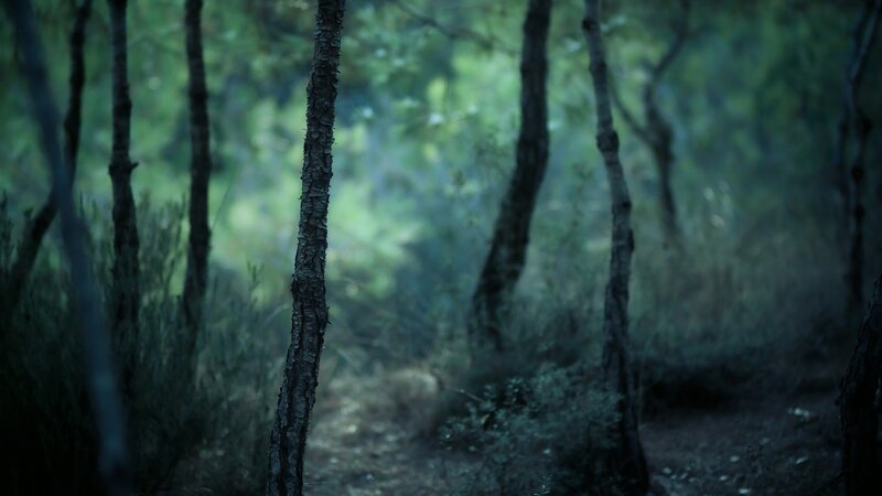 Tree Trunk in Forest — Green, Dark, Night