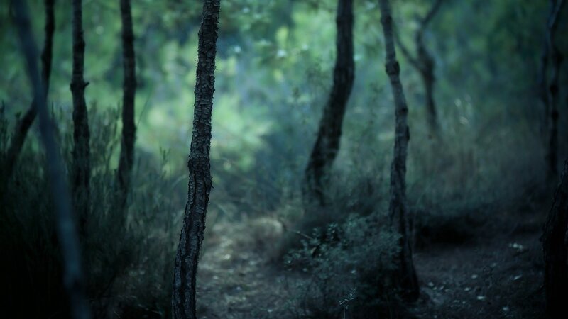 Tree Trunk in Forest — Green, Dark