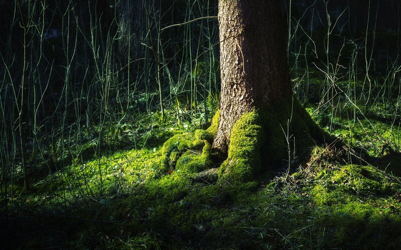 Tree Trunk in Forest — Green, Dramatic