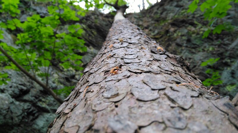 Tree Trunk in Forest — Green, Natural, Afternoon