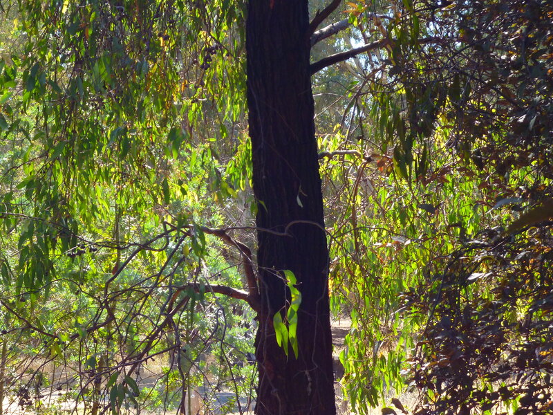 Tree Trunk in Forest — Green, Natural