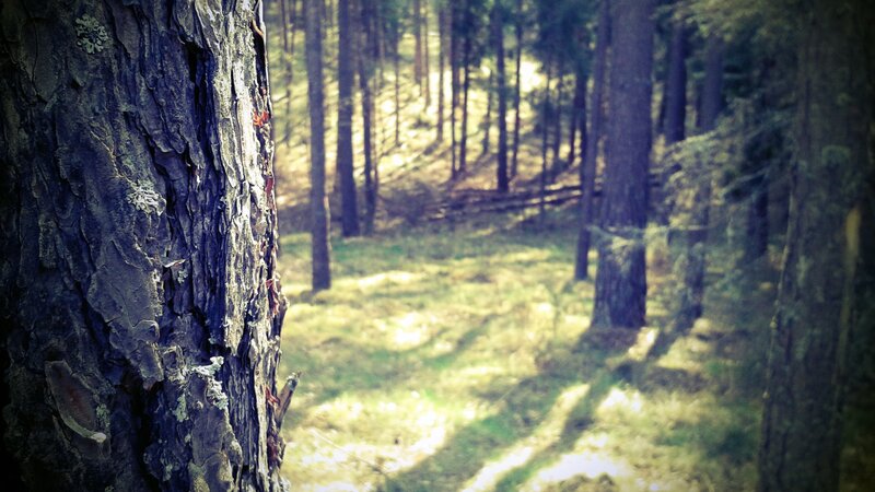 Tree Trunk in Forest — Green, Serene, Afternoon, Photograph