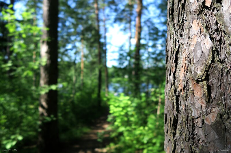 Tree Trunk in Forest — Green, Serene, Afternoon
