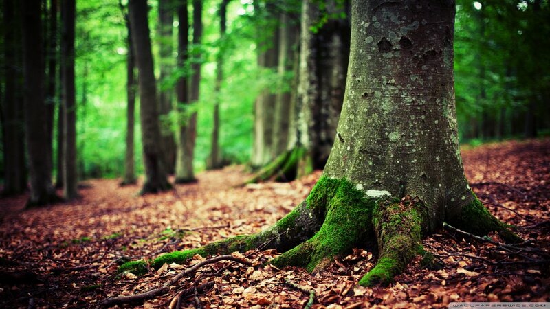 Tree Trunk in Forest — Green, Serene, Autumn, Photograph, Moss