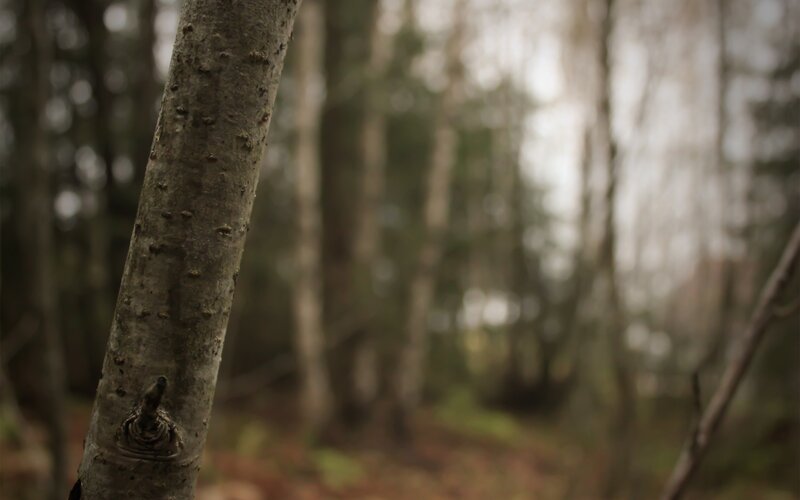 tree trunk in forest