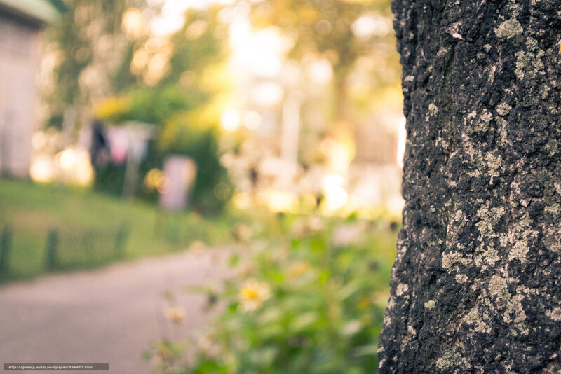 Tree Trunk in Garden