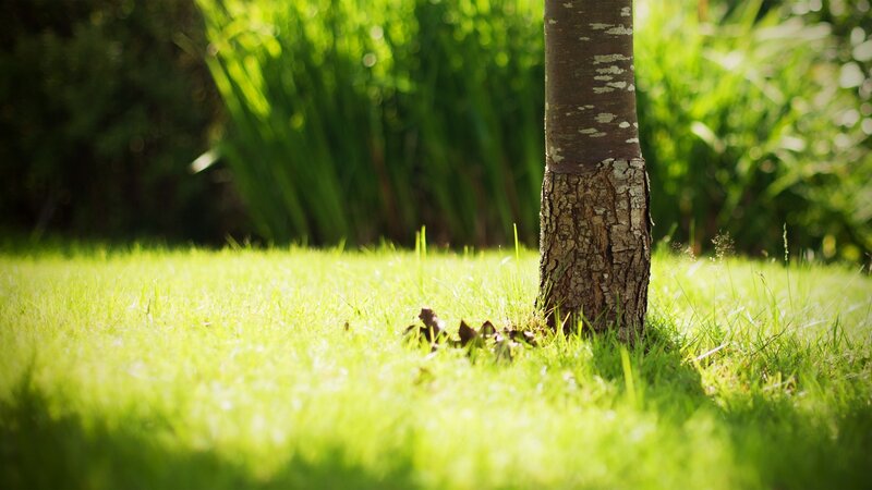 Tree Trunk in Grass — Green