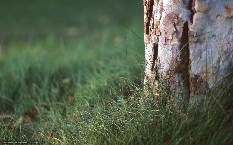 tree trunk in grass