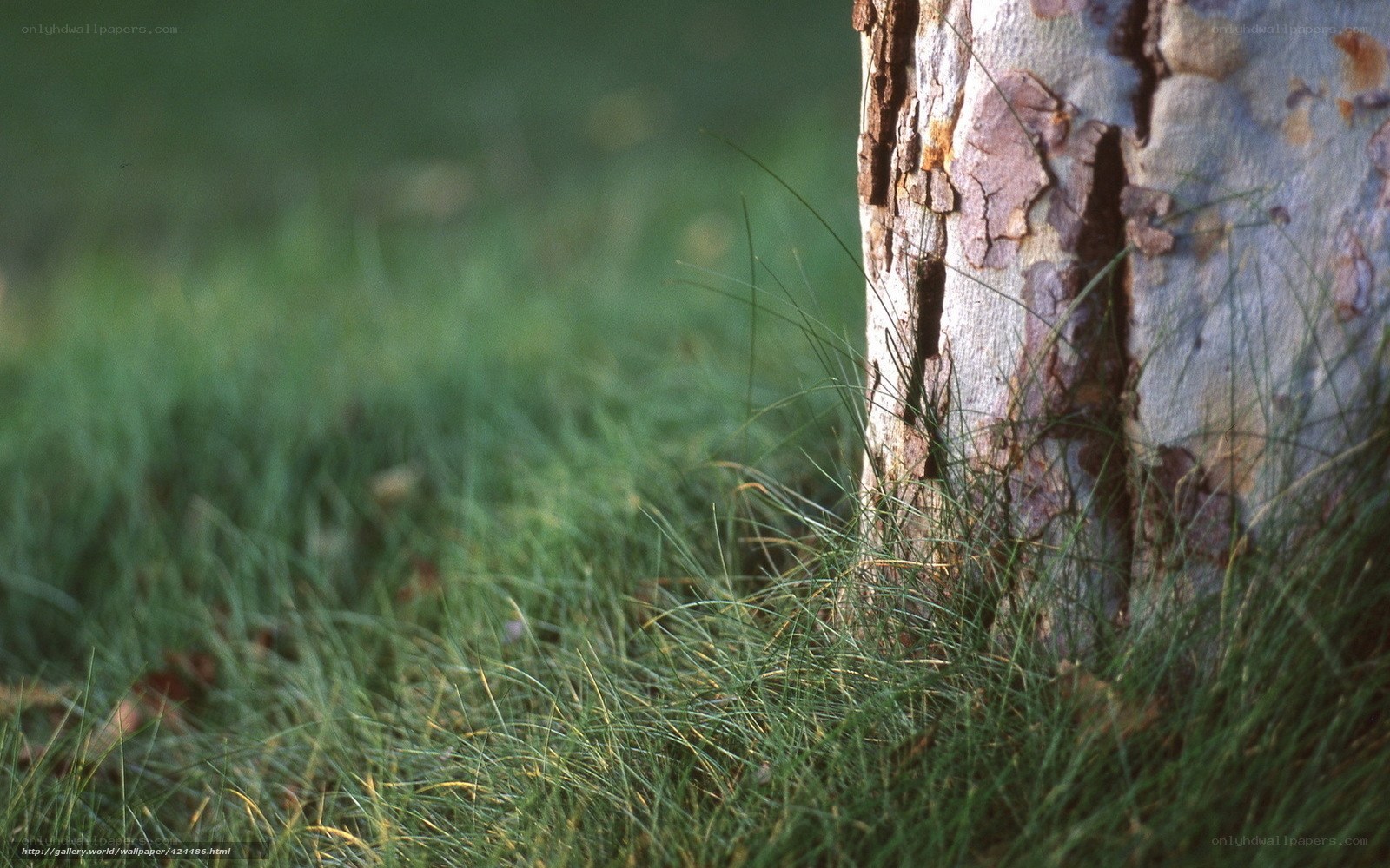 tree trunk in grass