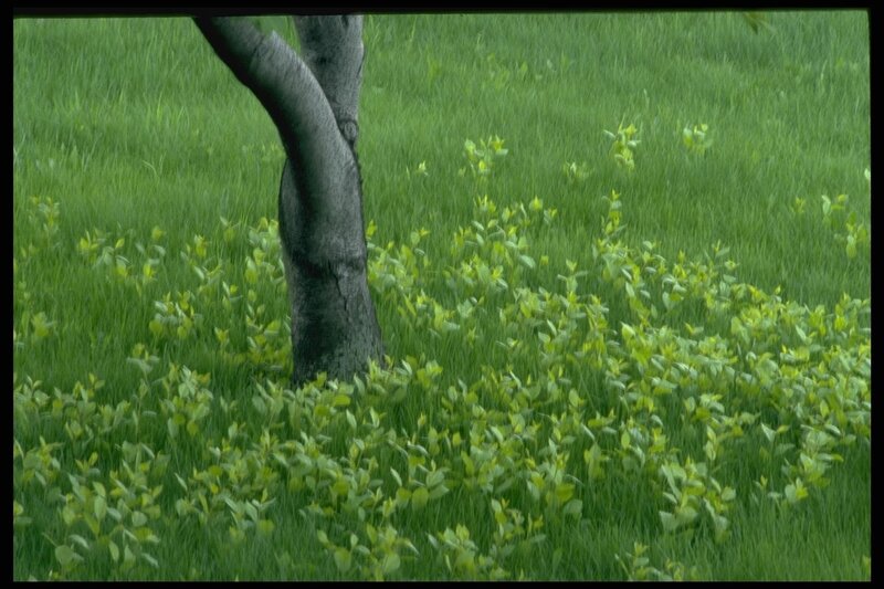 Tree trunk in grassy field