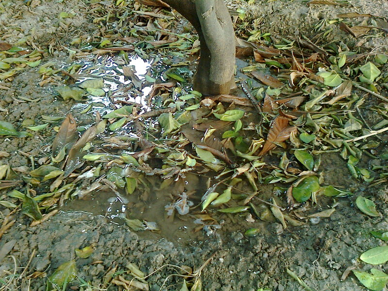 Tree Trunk in Muddy Water