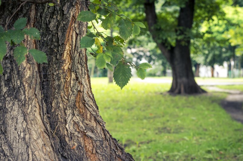 Tree Trunk in Park — Green