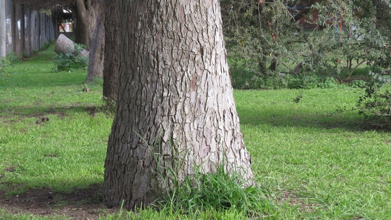 Tree Trunk in Park
