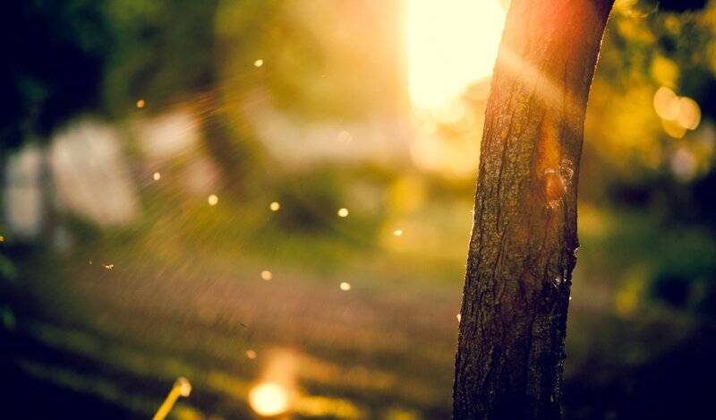 Tree Trunk in Sunlight