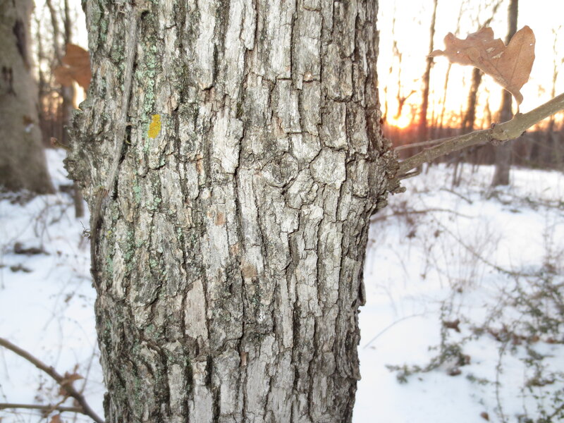 Tree Trunk in Winter