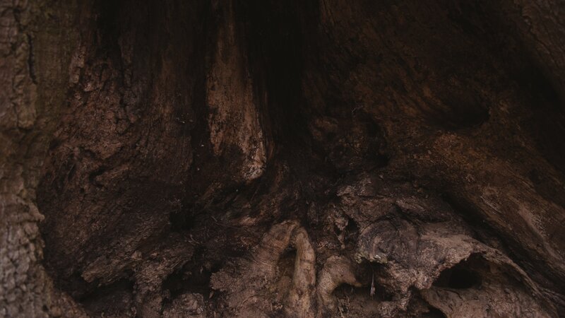 Tree Trunk Interior