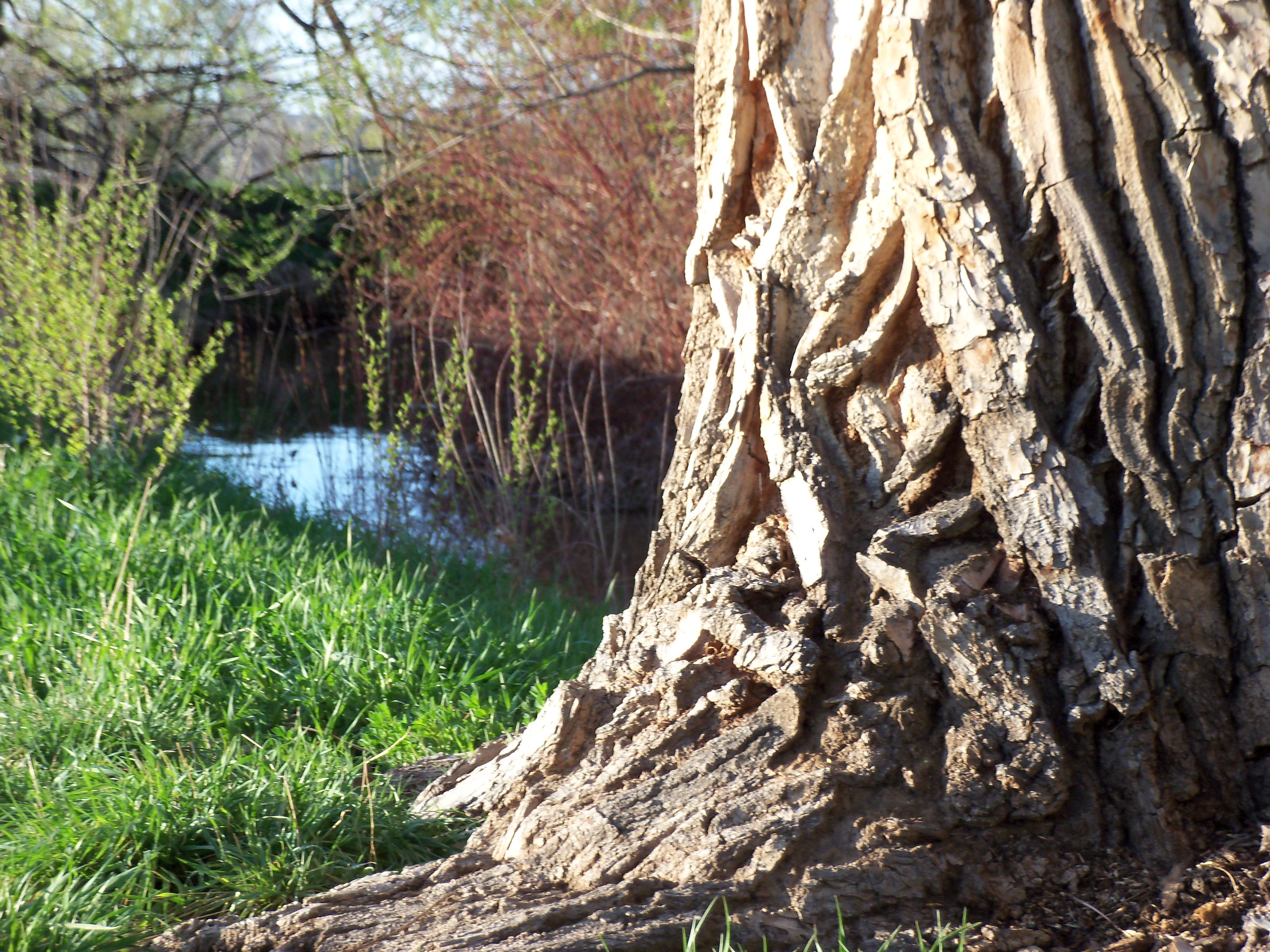 tree trunk near a pond