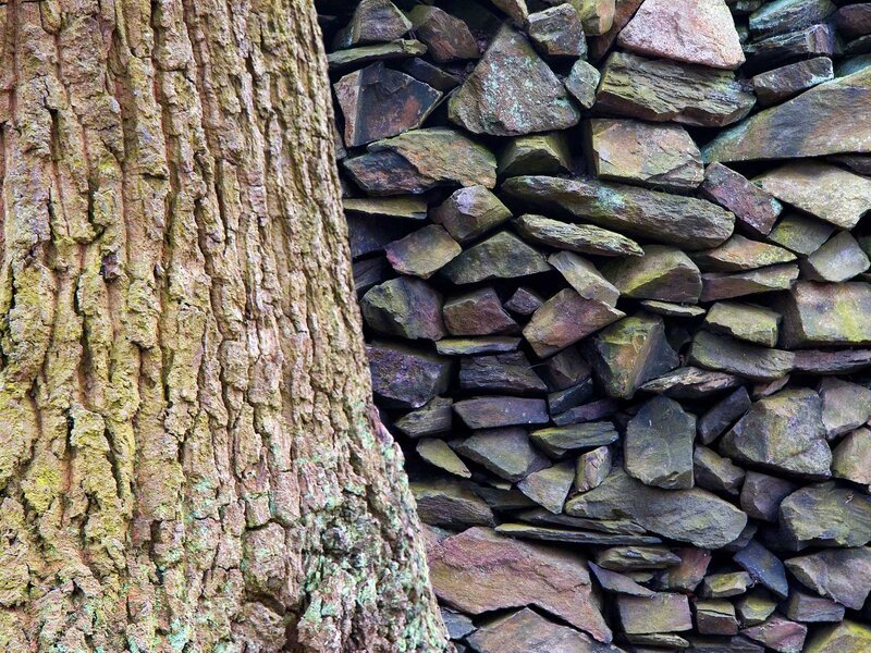 tree trunk next to stone wall