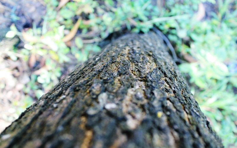 Tree Trunk on Ground