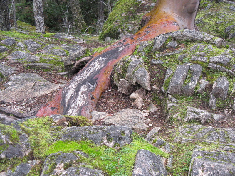 tree trunk on rocky ground