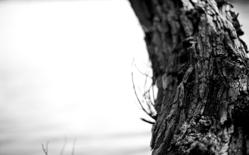 Tree Trunk Texture — Black, Minimalist