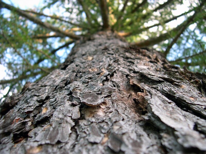 Tree Trunk Texture — Brown, Natural, Afternoon, Photograph