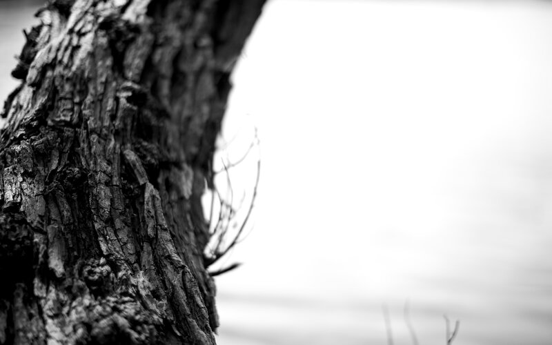 Tree Trunk Texture
