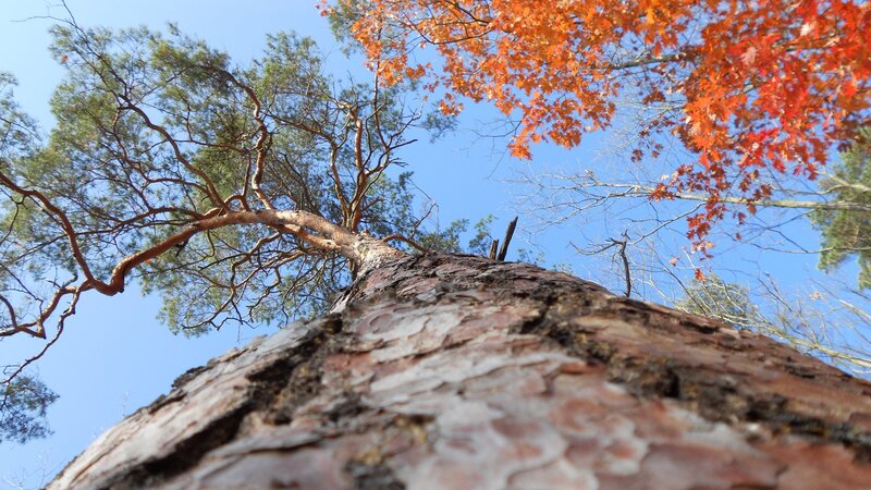 tree trunk with autumn leaves