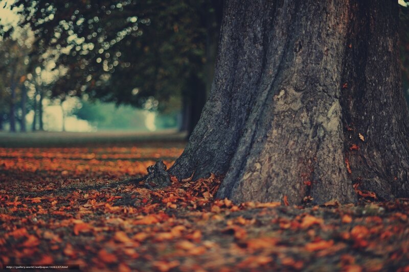 Tree Trunk with Autumn Leaves — Brown, Serene, Photograph