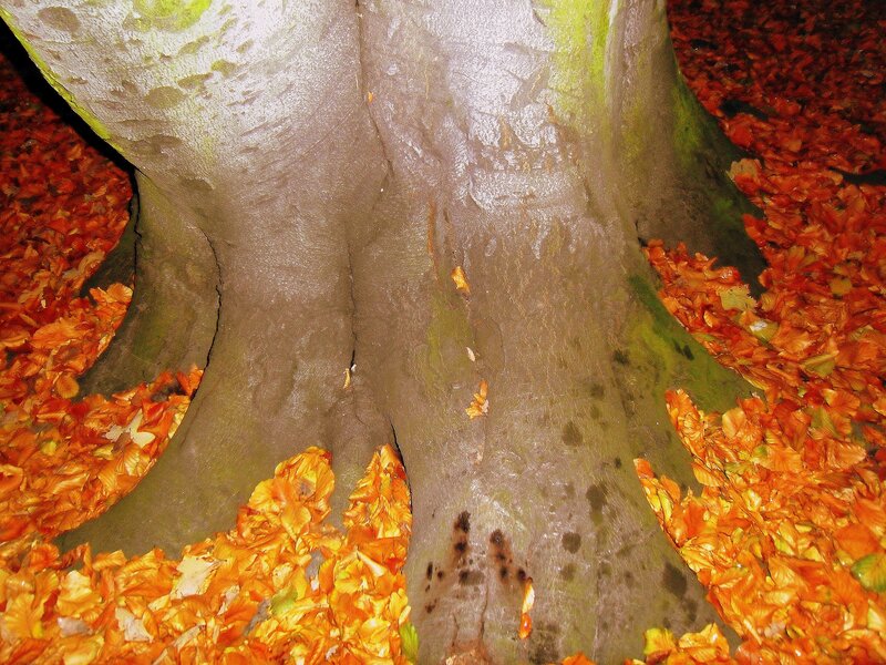 Tree Trunk with Autumn Leaves — Brown