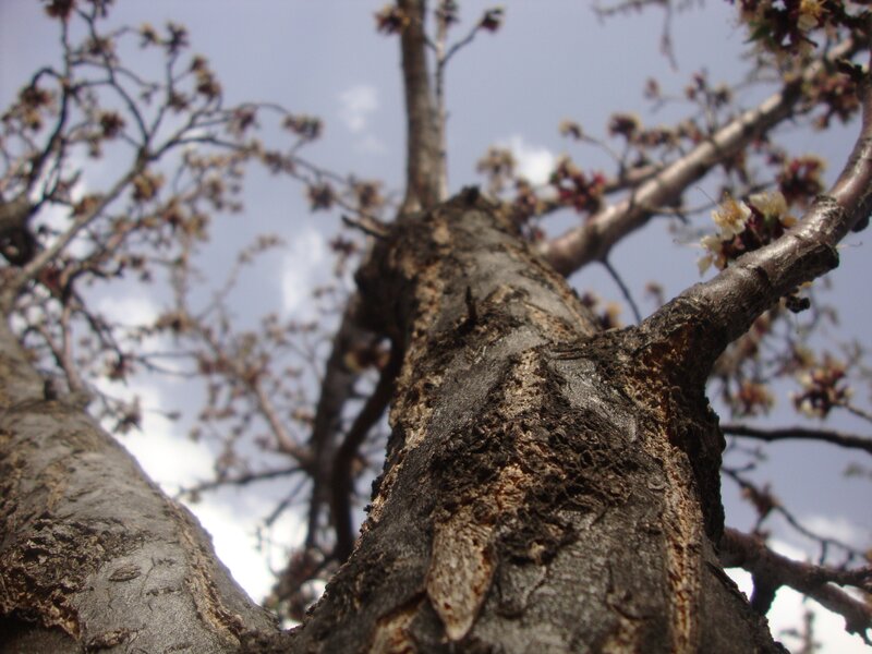 tree trunk with blossoms