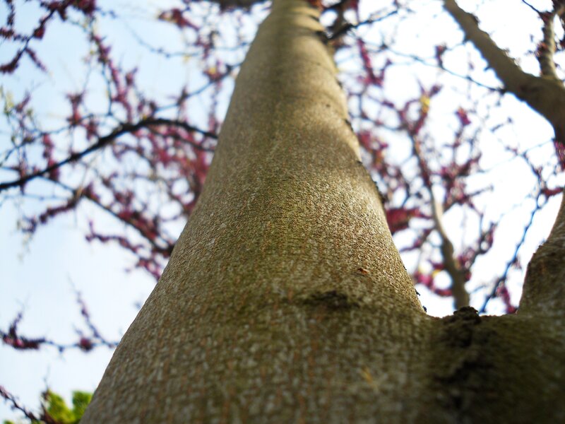 Tree Trunk with Blossoms — Brown
