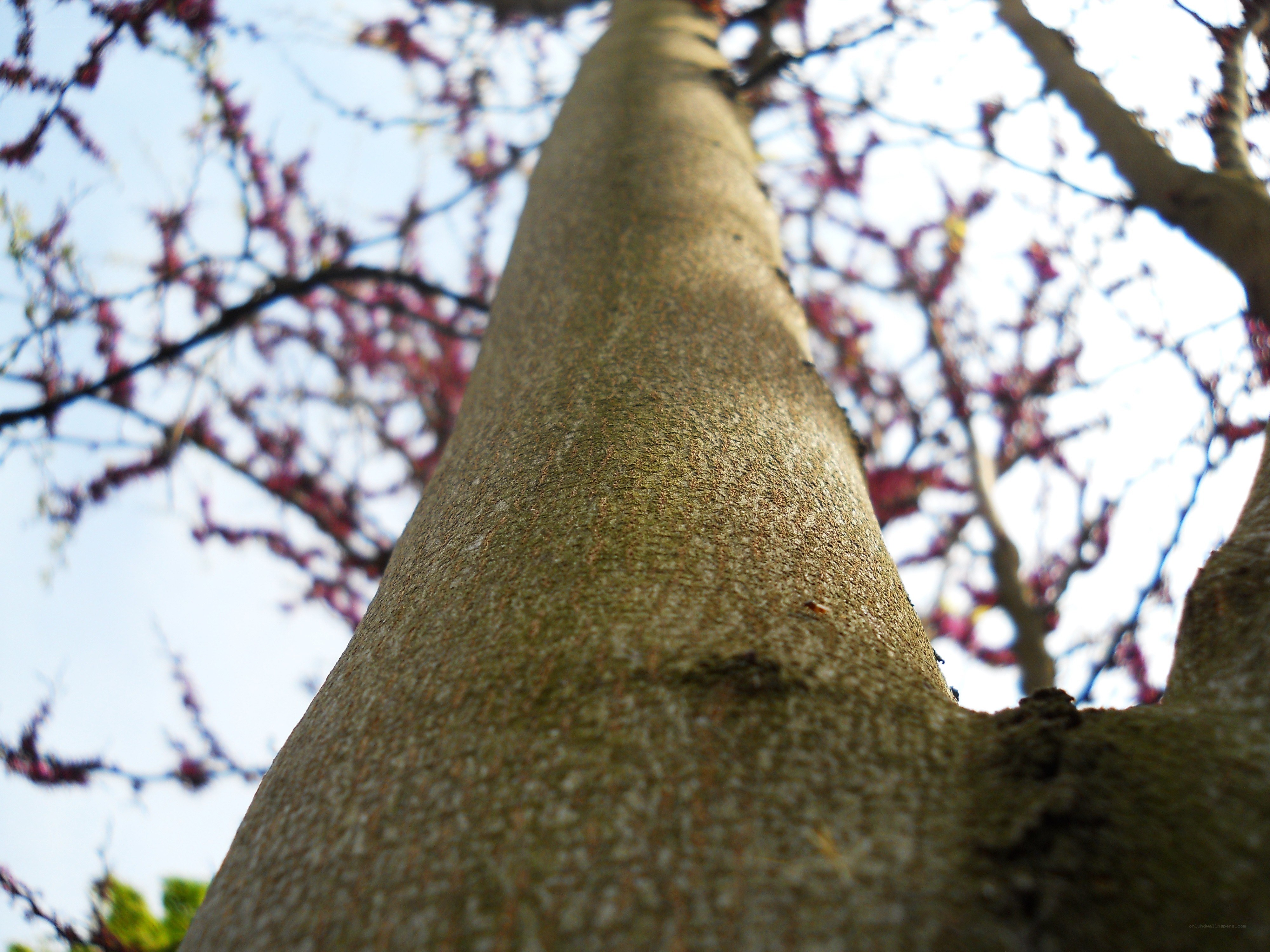 tree trunk with blossoms