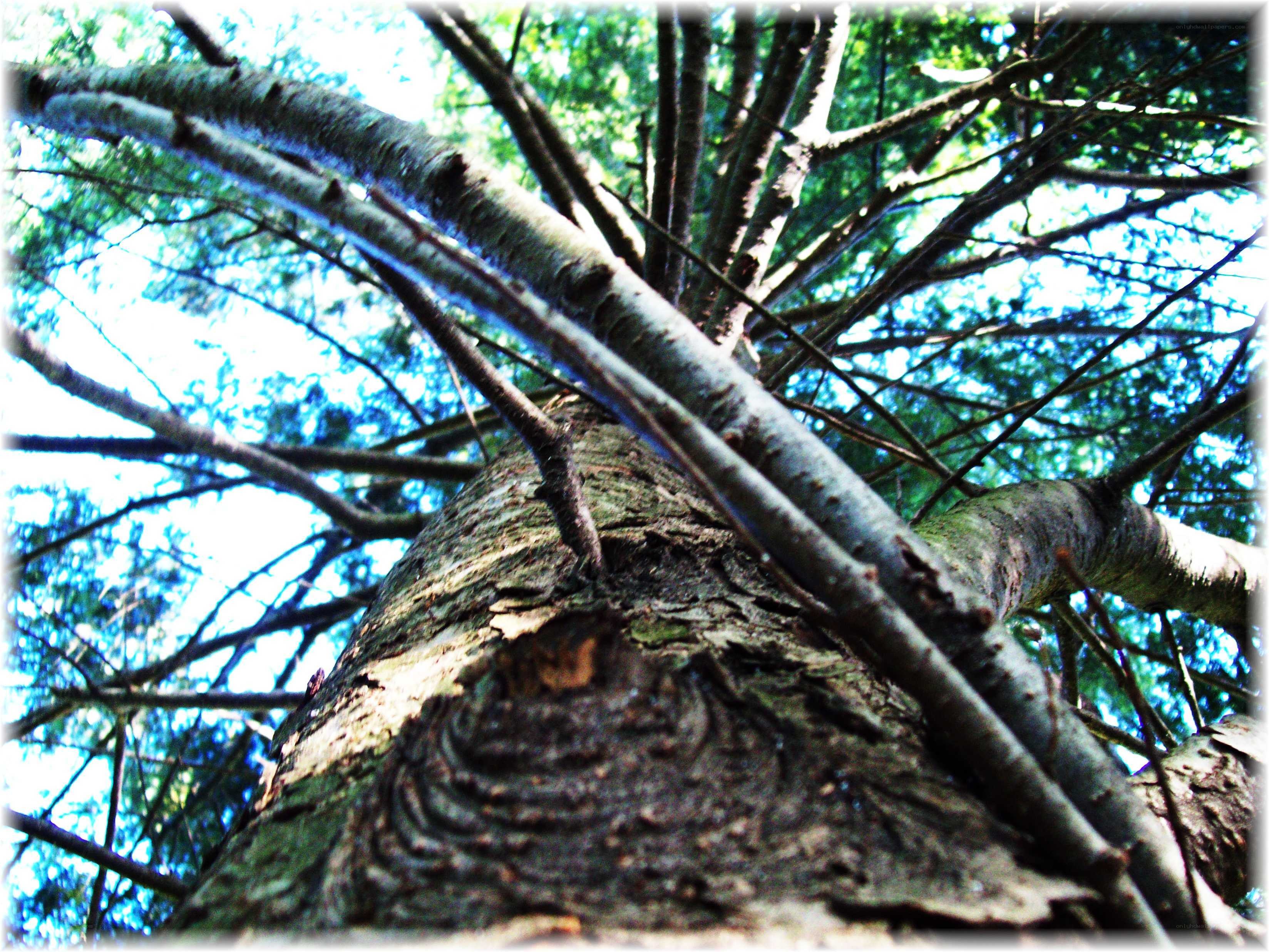 tree trunk with branches