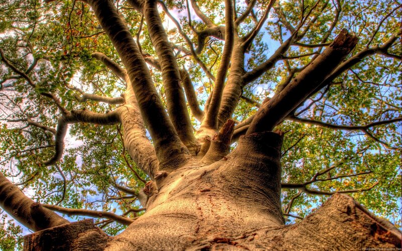 tree trunk with branches