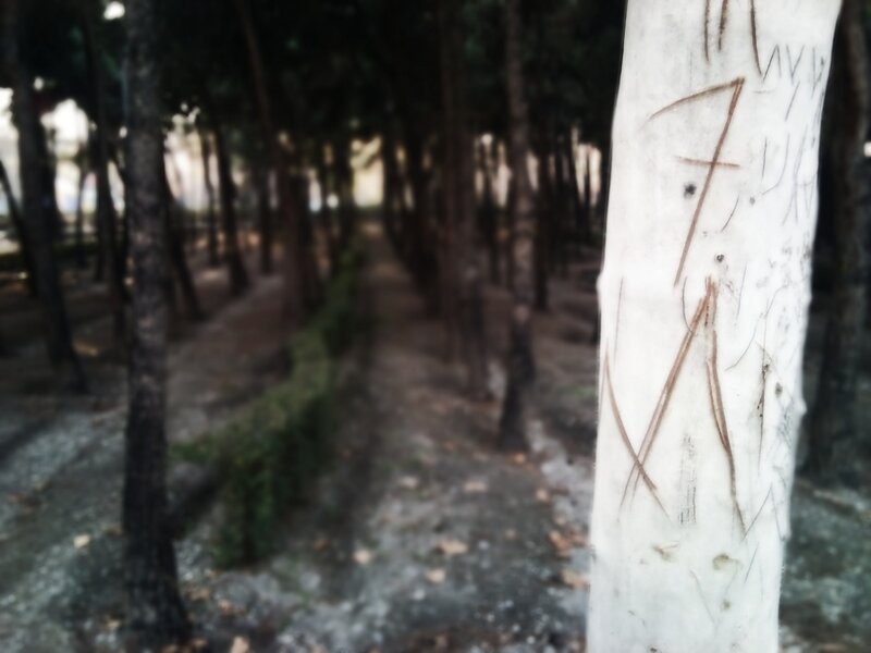 Tree Trunk with Carvings