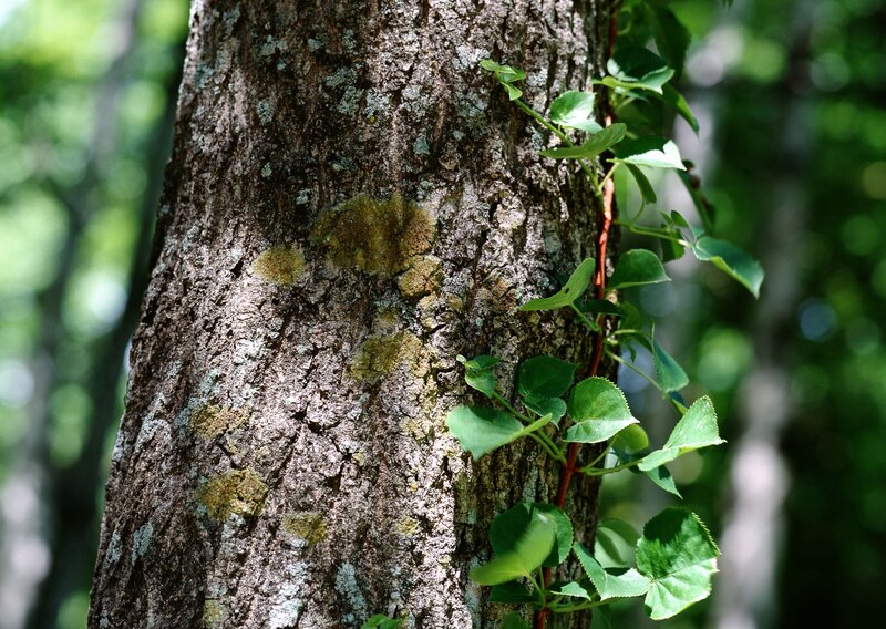 Tree trunk with climbing vine