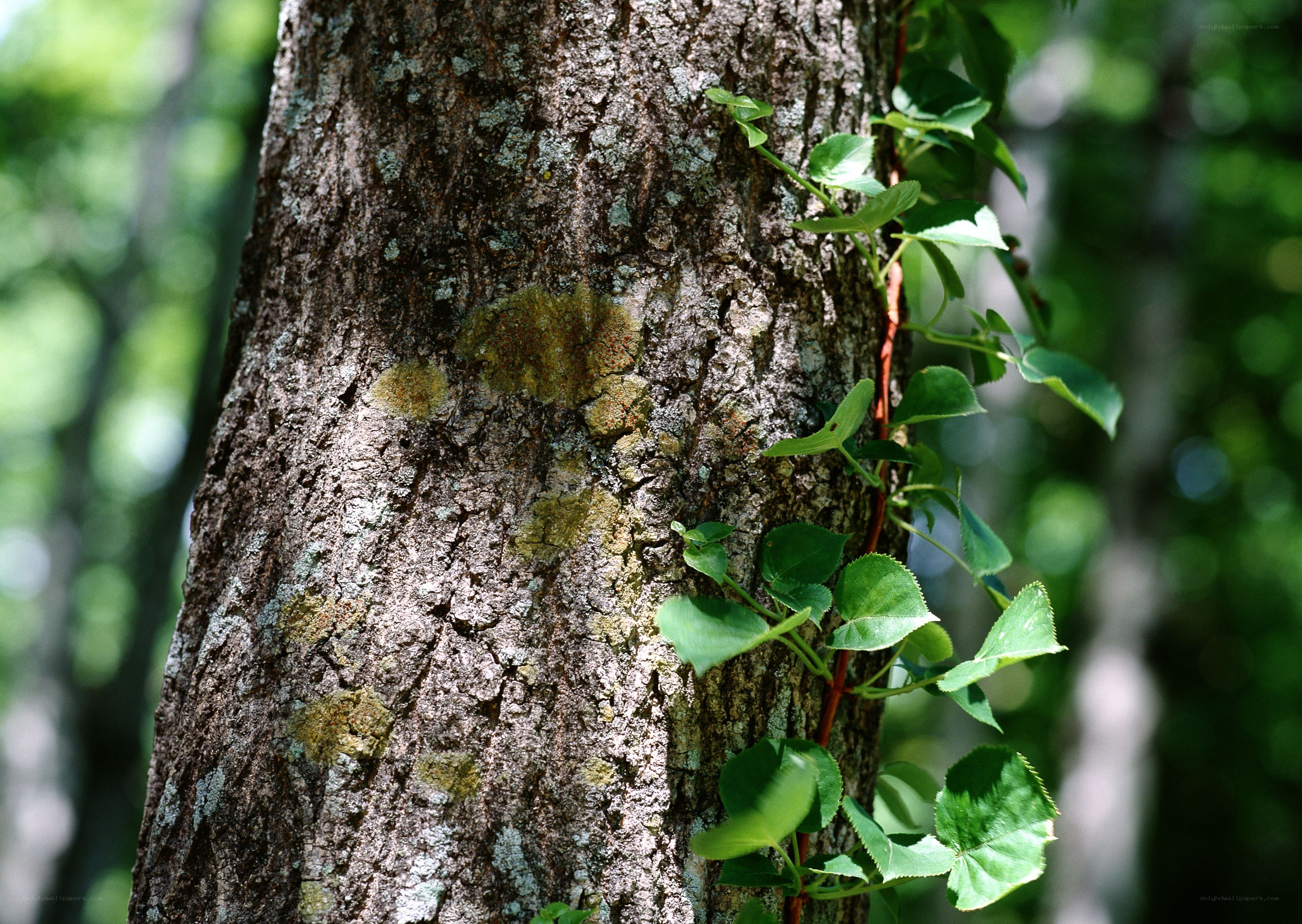 Tree trunk with climbing vine
