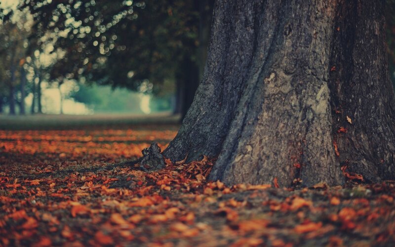 Tree Trunk with Fallen Leaves — Brown, Serene, Autumn