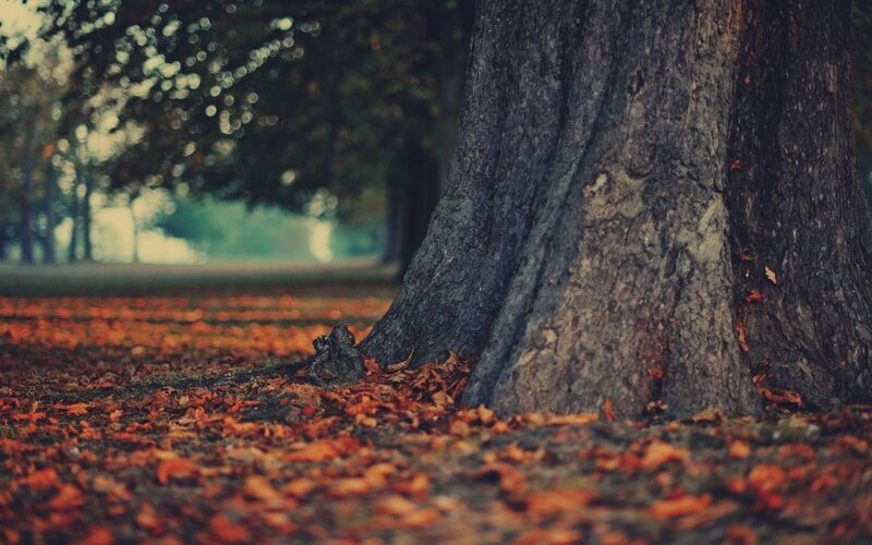 Tree Trunk with Fallen Leaves — Brown, Serene