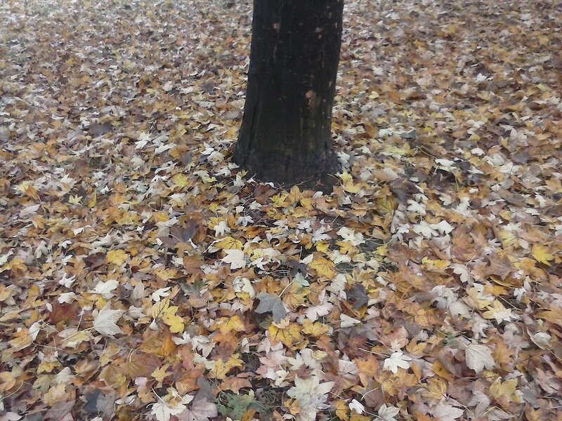 Tree Trunk with Fallen Leaves — Brown