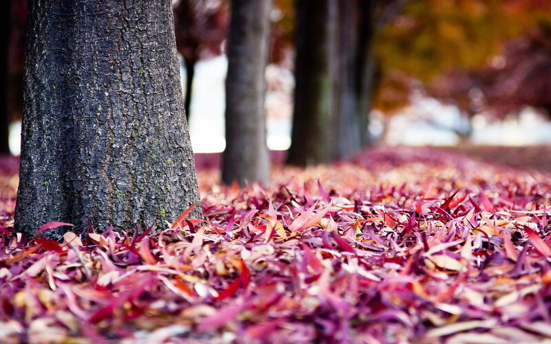 Tree Trunk with Fallen Leaves — Red