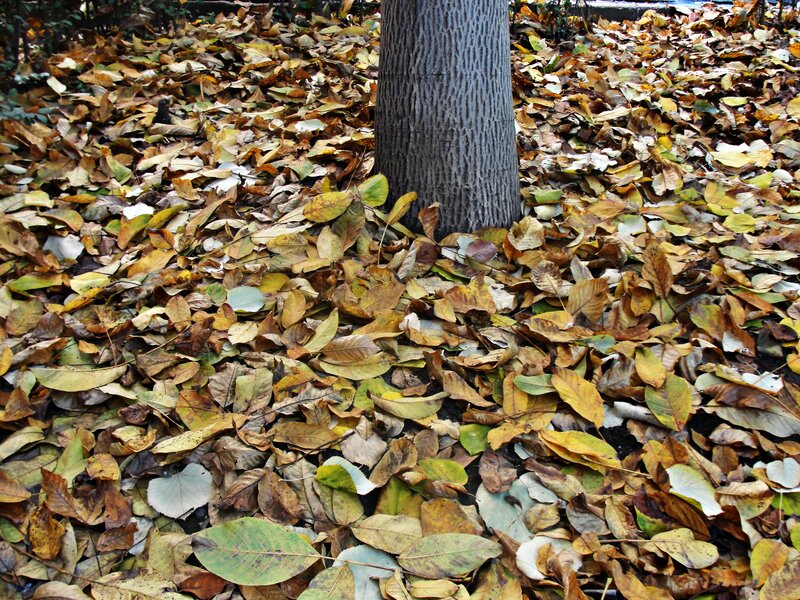 Tree Trunk with Fallen Leaves